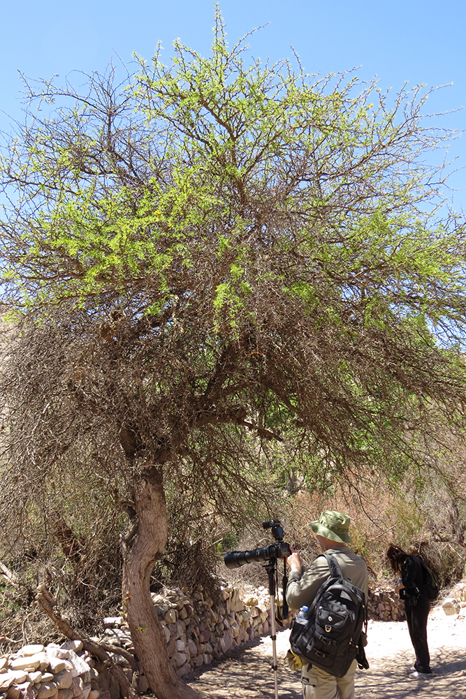 Prosopis ferox Griseb.