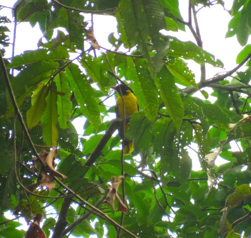 iNaturalist image