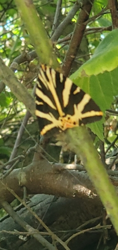 Jersey Tiger