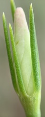Sabatia grandiflora