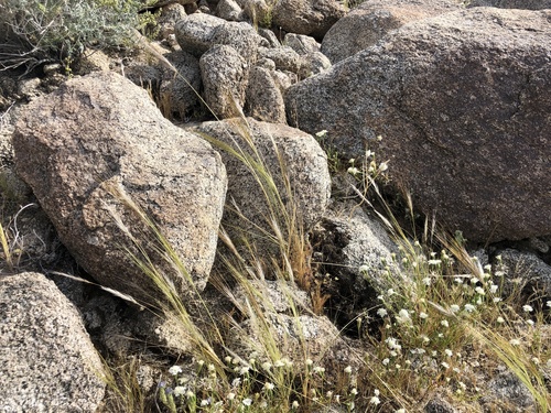 iNaturalist observation photo of cape ricegrass