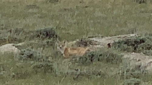 Swift Fox observed by genysstduncan