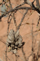 Tillandsia pedicellata