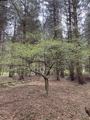 Dirca palustris