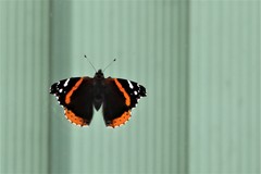Vanessa atalanta