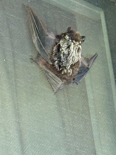 Silver-haired Bat observed by dianamitchell