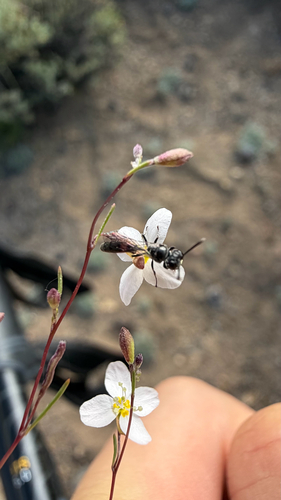 iNaturalist observation photo of Narrow-waisted Wasps, Ants, and Bees