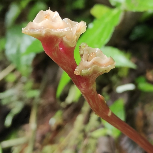 Monolena primuliflora, photograph 4