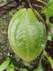 Monolena primuliflora, photograph (c) Yannick Pochon, some rights reserved (CC BY)