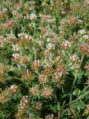 Trifolium stellatum