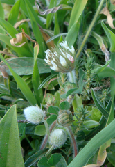 Trifolium stellatum