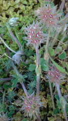 Trifolium stellatum