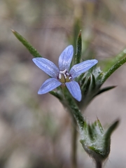 Eriastrum calocyanum