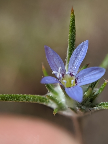 Image of Pretty Blue Woolly-Star (Eriastrum calocyanum) by no rights reserved