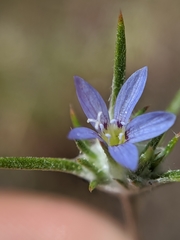 Eriastrum calocyanum