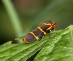 Phymatostetha stalii