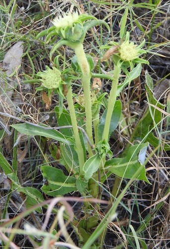 Silphium albiflorum, photograph 3