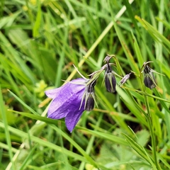 Campanula serrata, photograph author not stated, no rights reserved