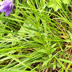 Campanula serrata, photograph author not stated, no rights reserved
