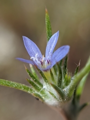 Eriastrum calocyanum
