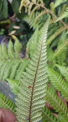 Dicksonia squarrosa