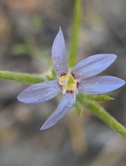 Eriastrum calocyanum