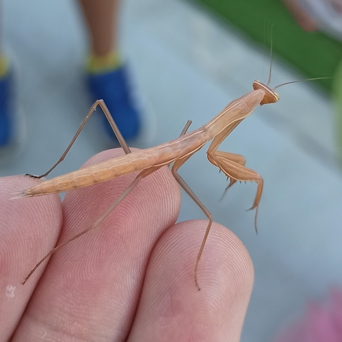 Image of Mantis religiosa by (c) Gonzalo Ganda Álvarez, some rights reserved (CC BY)