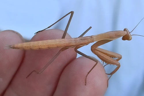 Image of Mantis religiosa by (c) Gonzalo Ganda Álvarez, some rights reserved (CC BY)