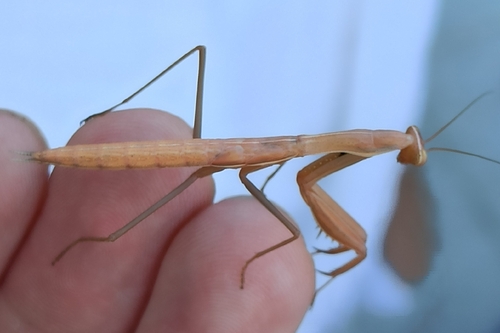 Image of Mantis religiosa by (c) Gonzalo Ganda Álvarez, some rights reserved (CC BY)