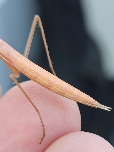Image of Mantis religiosa by (c) Gonzalo Ganda Álvarez, some rights reserved (CC BY)