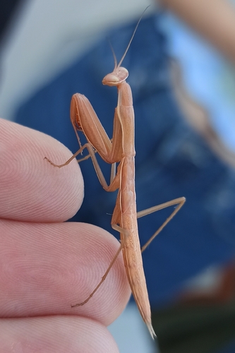 Image of Mantis religiosa by (c) Gonzalo Ganda Álvarez, some rights reserved (CC BY)