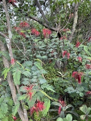 Calliandra houstoniana, photograph (c) Jordi Martínez Martínez, some rights reserved (CC BY)