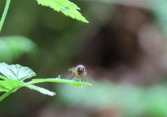 Diptera