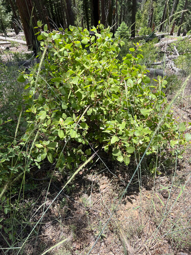iNaturalist observation photo of Manzanita Leafgall Aphid