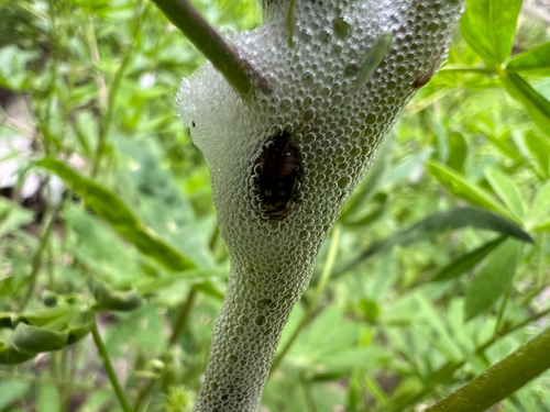 iNaturalist observation photo of True Spittlebugs
