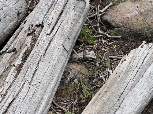 iNaturalist observation photo of Lizards