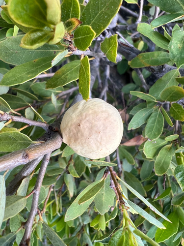 iNaturalist observation photo of Andricus