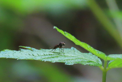 Diptera