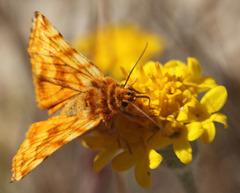 Xanthothrix neumoegeni