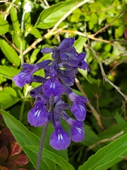 Salvia