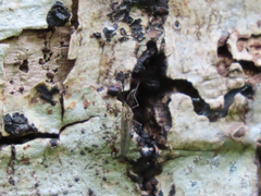 Diptera
