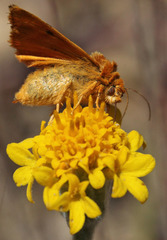 Xanthothrix neumoegeni