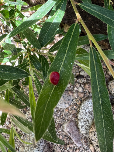 iNaturalist observation photo of Euura