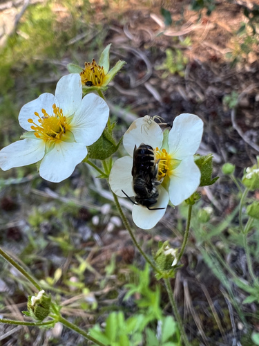 iNaturalist observation photo of Leafcutter, Mortar, and Resin Bees