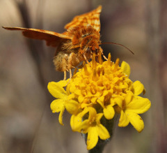 Xanthothrix neumoegeni