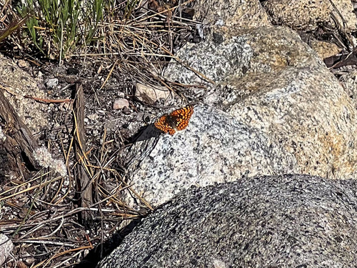 iNaturalist observation photo of Checkerspots