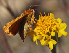 Xanthothrix neumoegeni