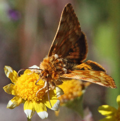 Xanthothrix neumoegeni