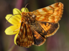 Xanthothrix neumoegeni