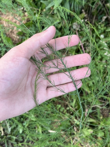 wild asparagus